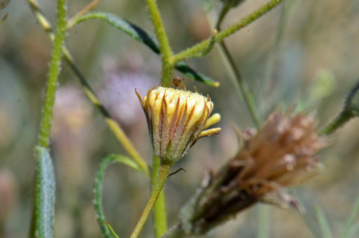 Fleshcolor Pincushion blooms from April through July across its rather large geographic range. The young plants are most without hairs (glabrescent) and completely glabrous at flowering. Chaenactis xantiana